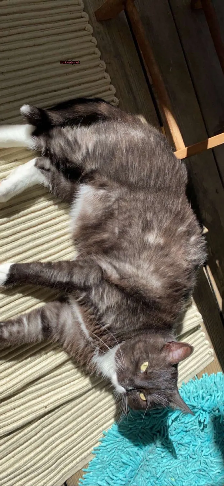 Gri ve beyaz bir kedi bir sandalyede yatıyor.
