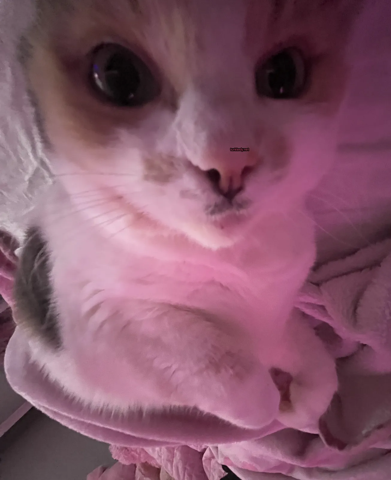 Beyaz ve kahverengi bir kedi, pembe arka plan.