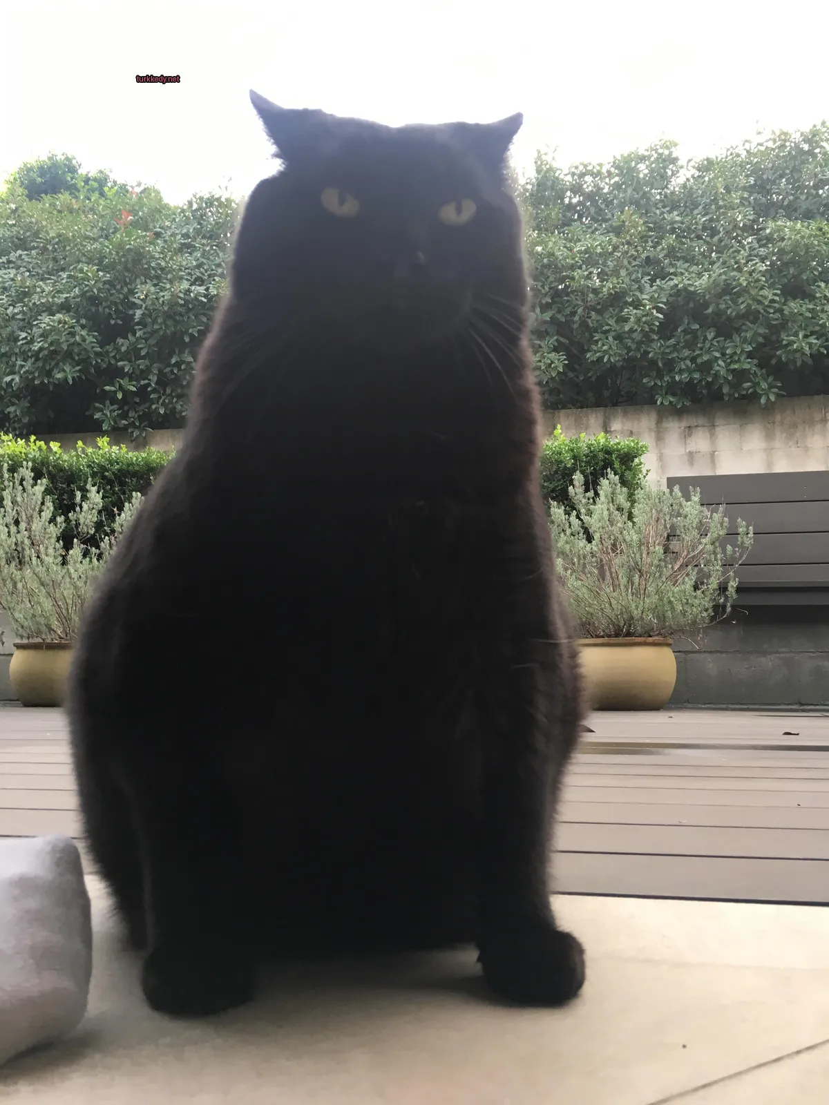 Siyah bir kedi, sarı gözleri ile bahçe divanında oturuyor.