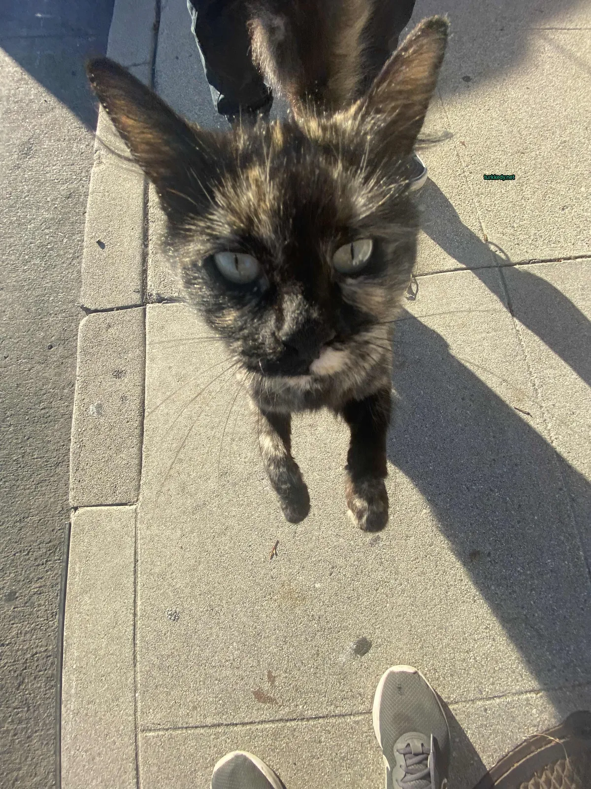 Siyah ve kahverengi bir kedi, beyaz bir çeneli ve ayaklı bir sokakta duruyor.