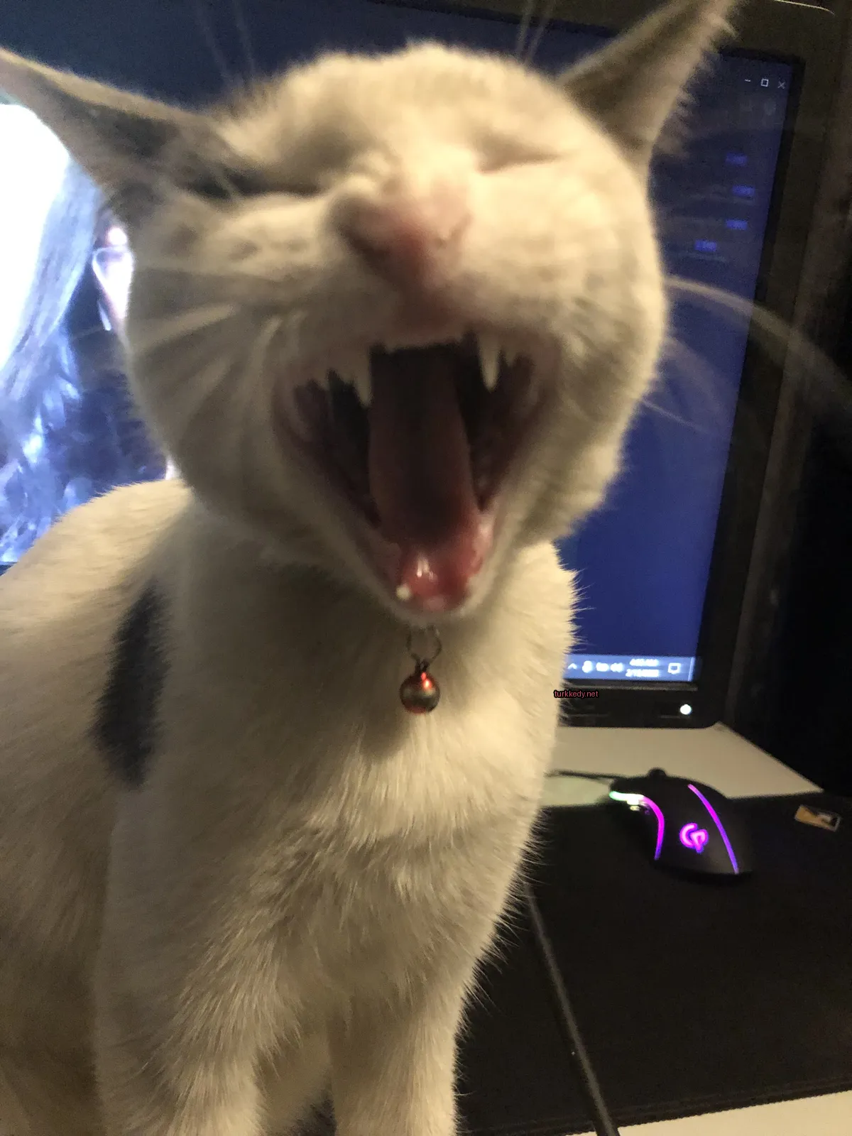Beyaz ve siyah bir kedi, boynunda kırmızı bir zil taşıyor.
