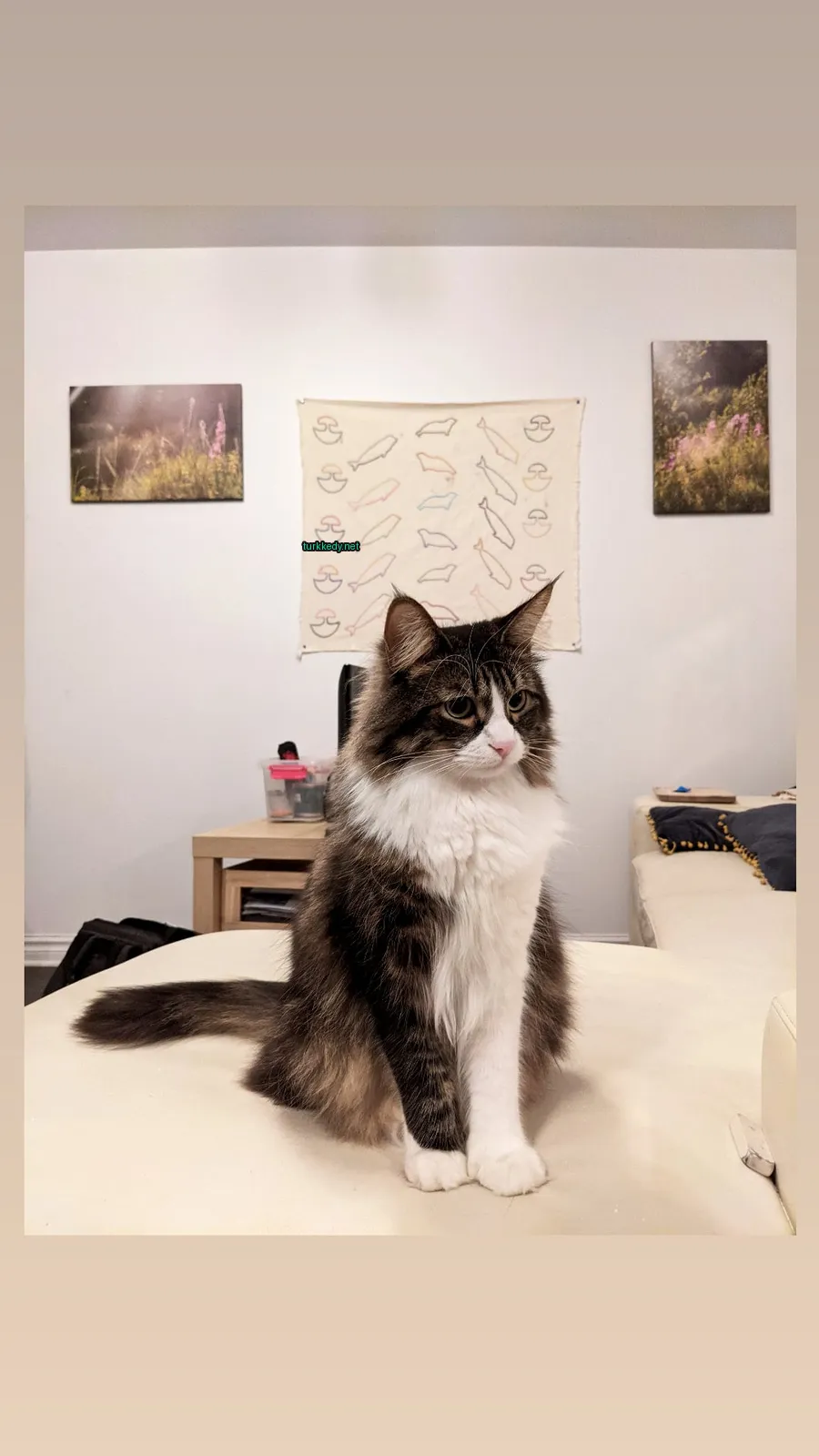 Beyaz ve kahverengi bir kürkü olan ve bir sofa üzerinde oturan bir püsküllü kedi.