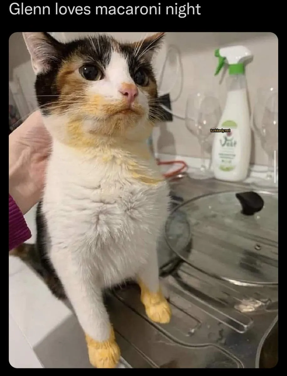 Beyaz ve siyah bir püskürtü olan bir kedi ocakta oturuyor.