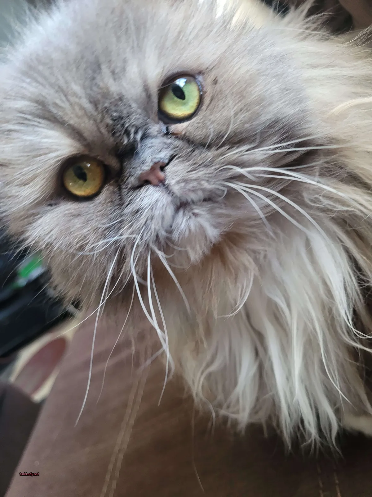 Siyah ve beyaz bir püskürtüye sahip yeşil gözlü uzun tüylü bir kedi bir sofa üzerinde oturuyor.
