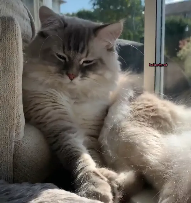Beyaz bir kedi gri kulakları ve ayakları ile bir sofa üzerinde oturuyor.