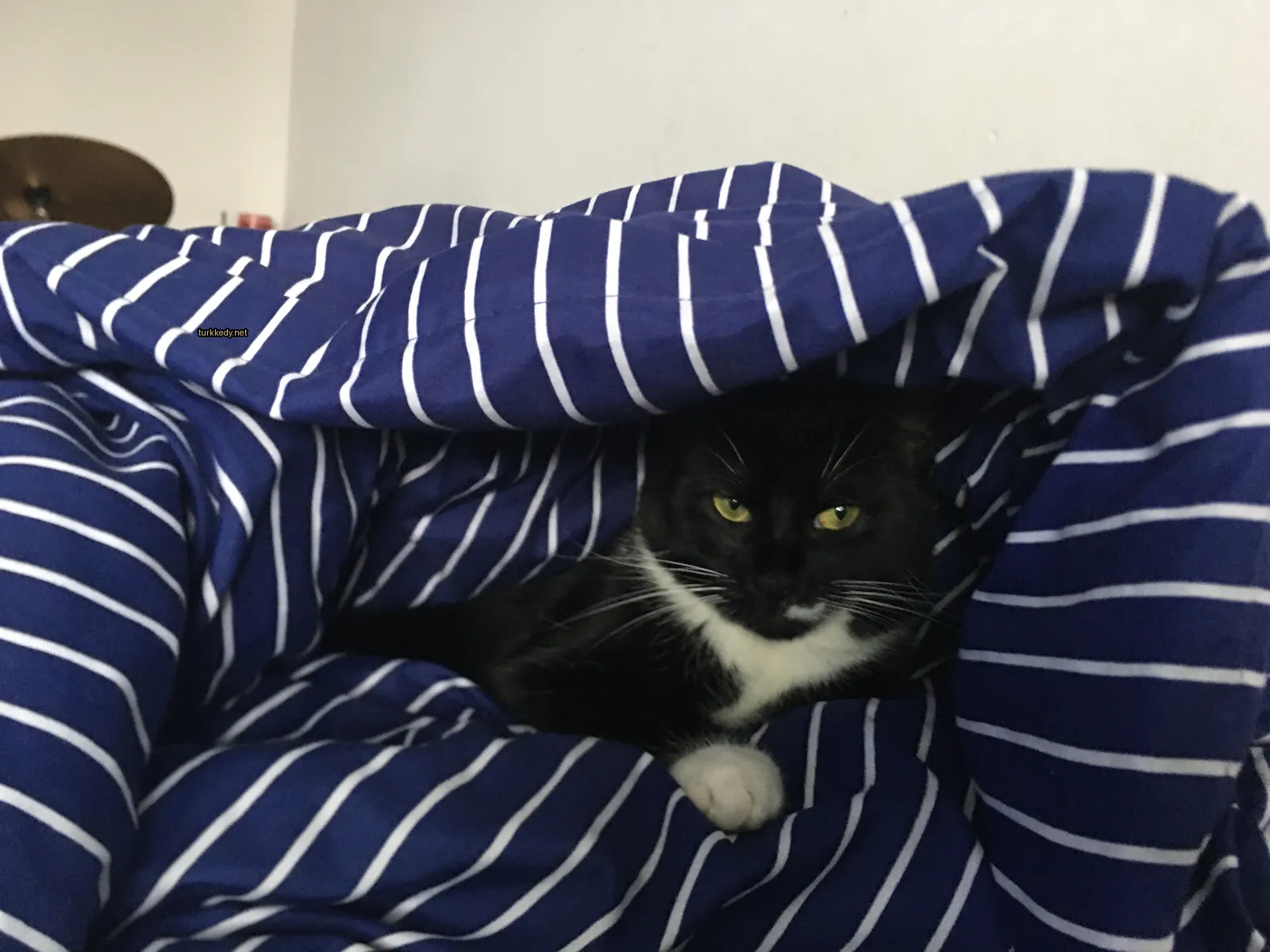 Siyah ve beyaz bir kedi mavi ve beyaz desenli bir battaniyenin altındadır.