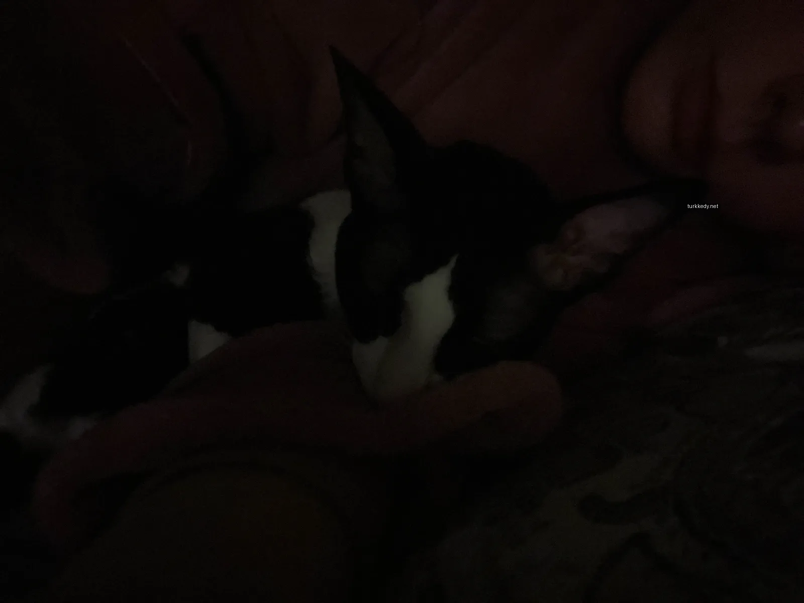 Siyah beyaz bir kedi pink bir battaniyede uyuyor.