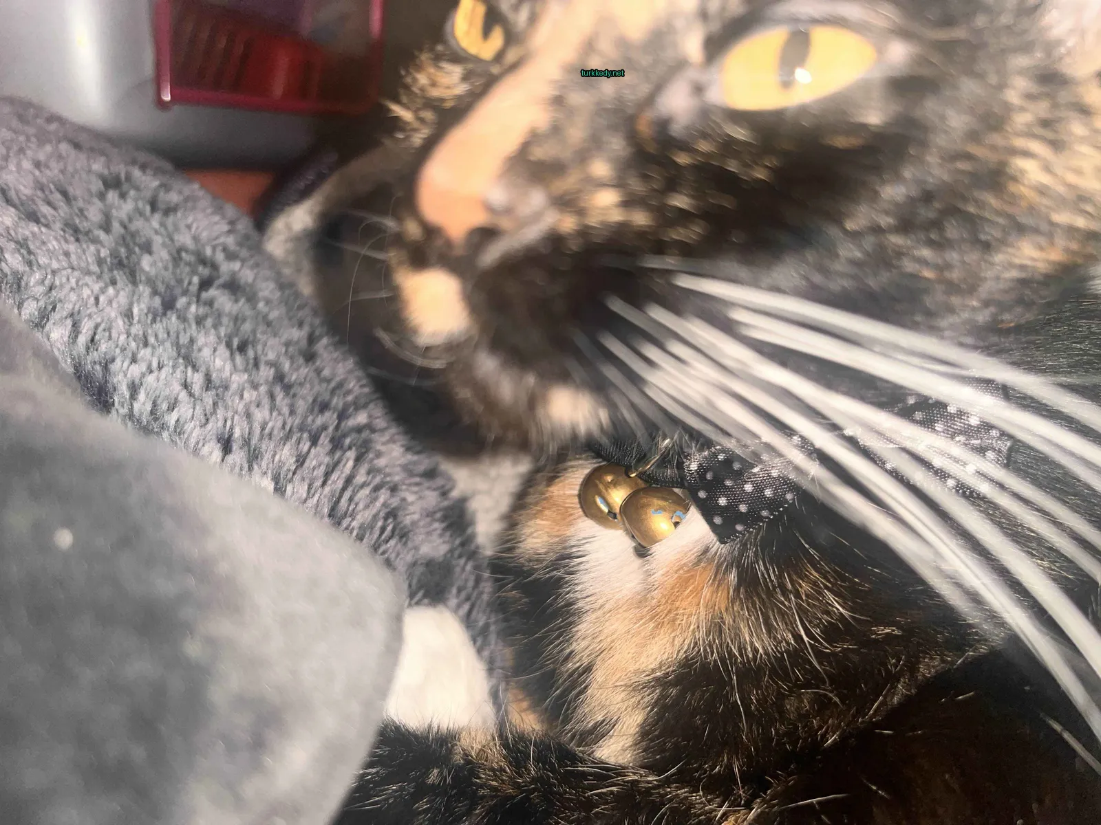 Siyah ve sarı bir kedi, altın bir kolye takılı, bir minderin üzerinde yatıyor.