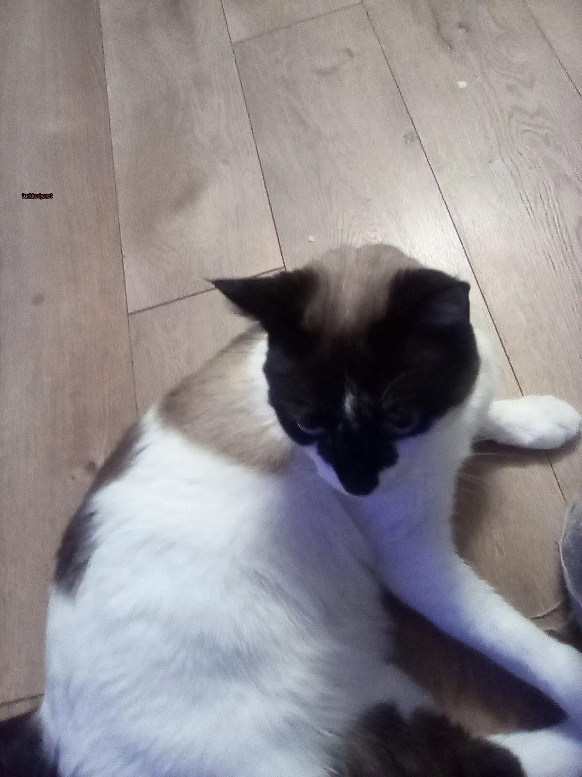 Koyu kahverengi ve beyaz bir kedi ahşap zeminde yatıyor.