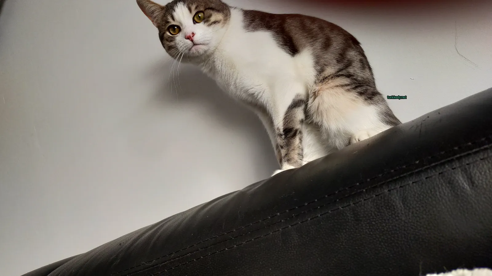 Gri ve beyaz bir kedi siyah deri bir sofa üzerinde oturuyor.
