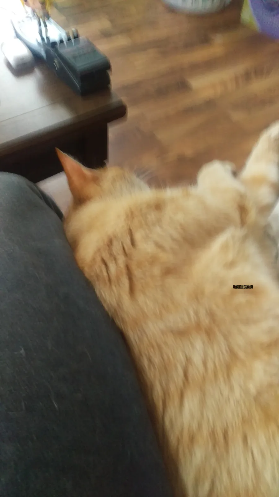 Koyu ve beyaz bir deri desenine sahip bir kedi, bir ahşap masa üzerinde yatıyor.