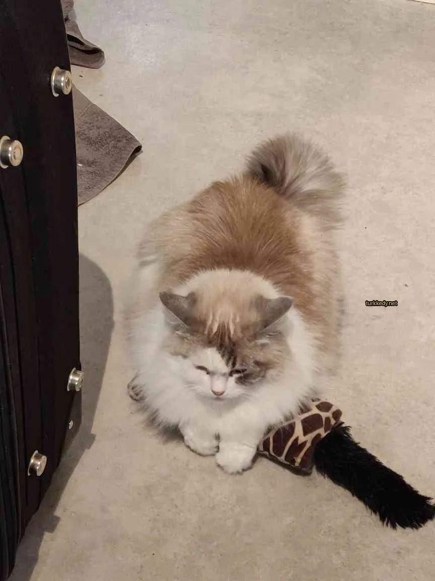 Beyaz ve kahverengi bir kedi, siyah bir kuyruğu varken zemine yatıyor.