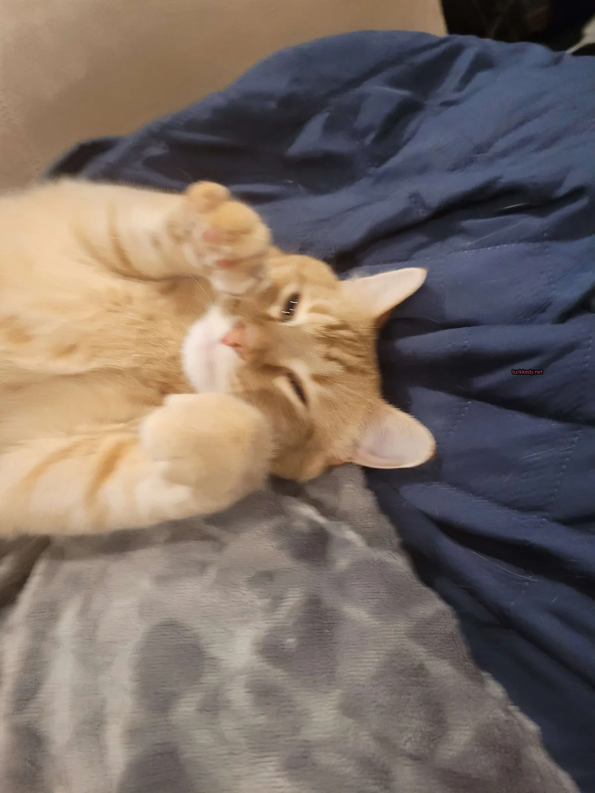 Koyu kahverengi ve beyaz bir kedi mavi bir bez üzerine yatıyor.