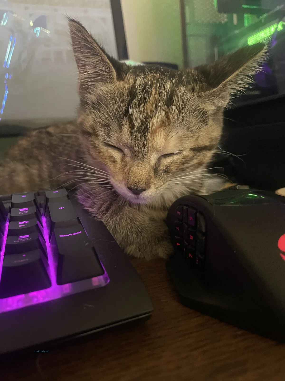Kara ve beyaz bir kedi bilgisayar klavyesinde uyuyor.