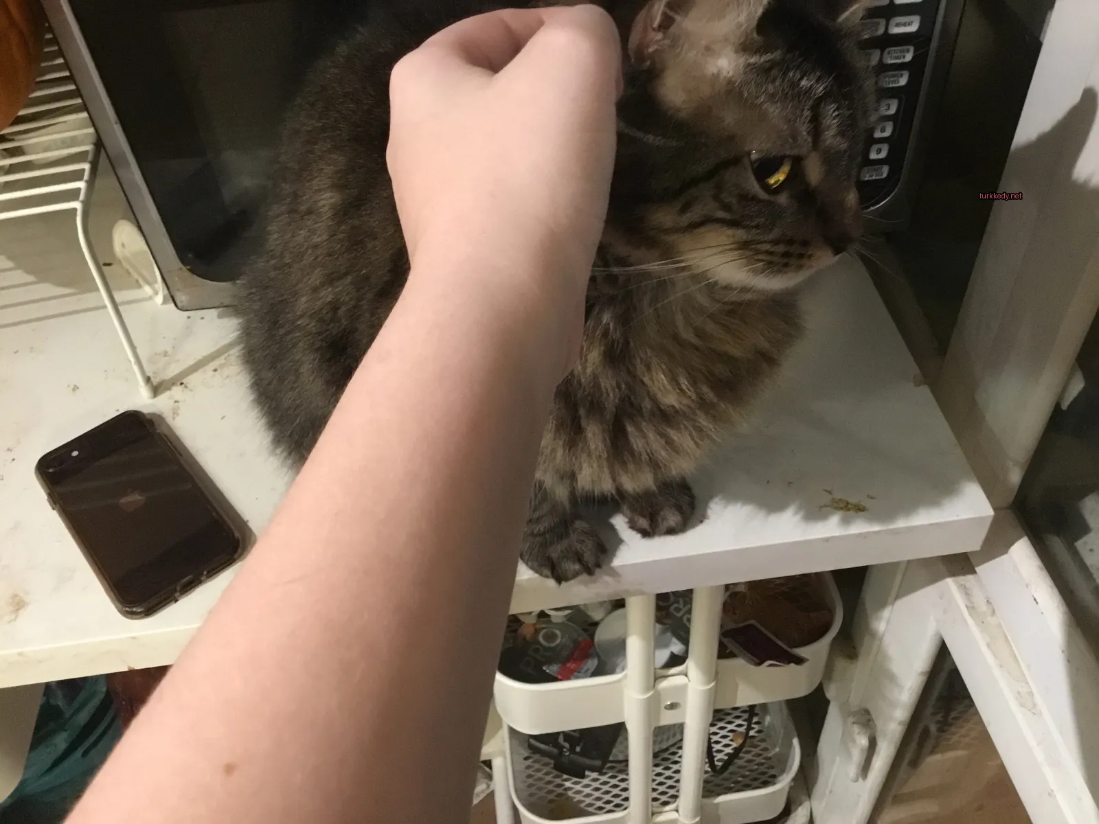 Bir masada siyah ve beyaz desenli bir kedi oturuyor.