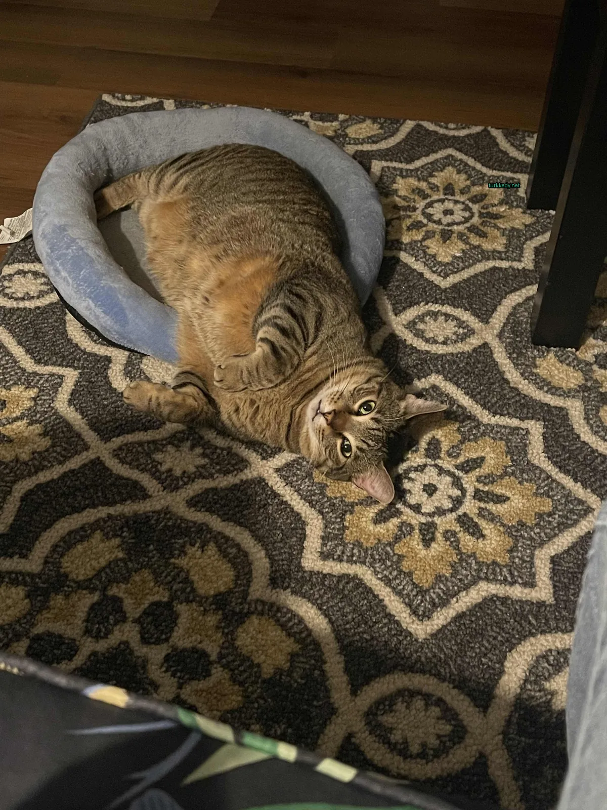 Bir kedi bir yastıkta bir halı üzerinde yatıyor.