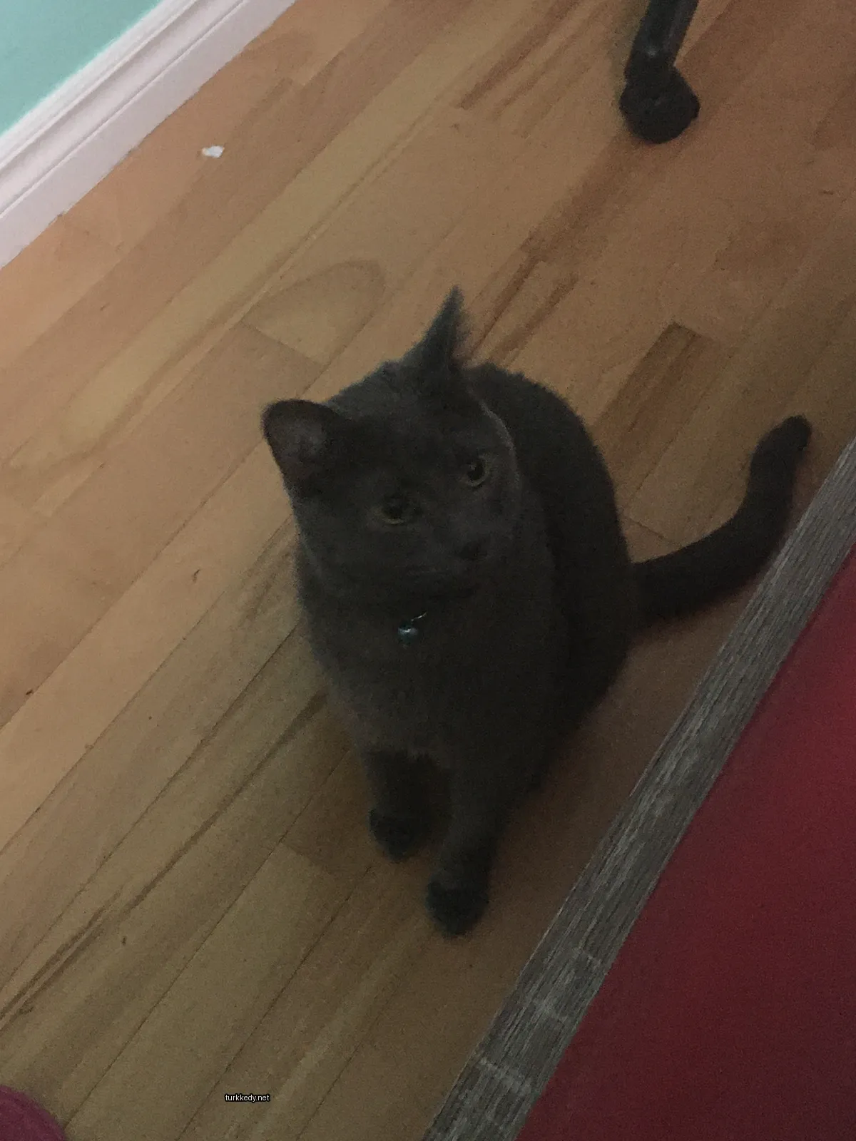Gri bir kedi mavi bir kemerle bir ahşap zemin üzerinde oturuyor.
