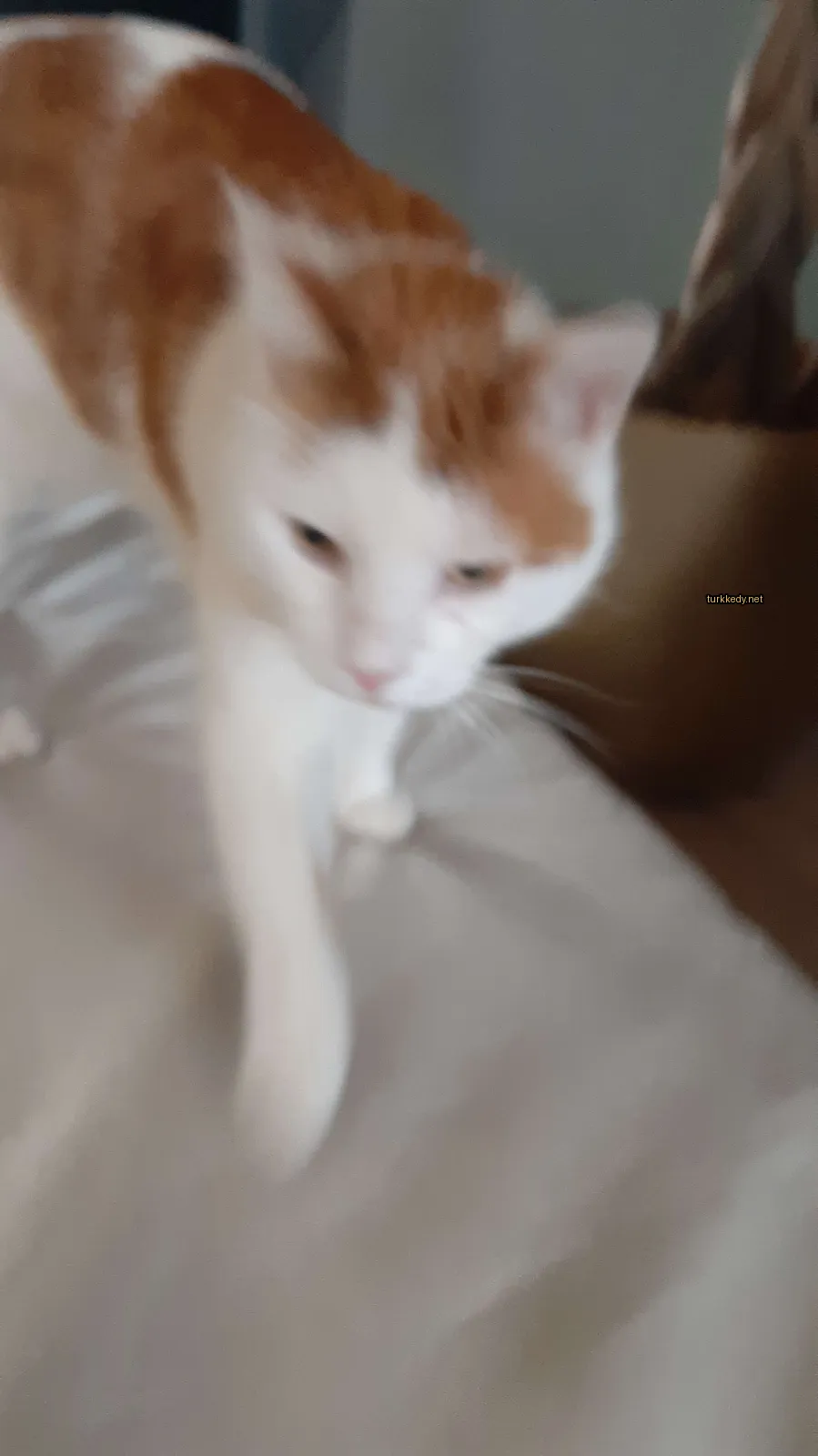 Beyaz ve turuncu bir kedi, beyaz yüz ve ayakları ile beyaz bir sofa üzerinde yürüyor.