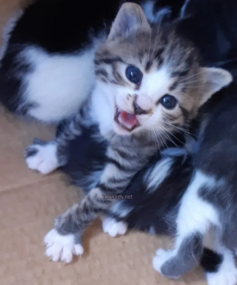 Kedi #3979