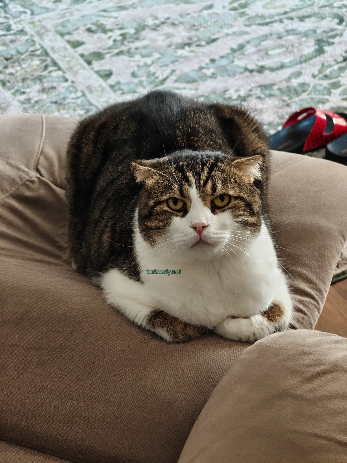 Kedi fotoğrafı #3930