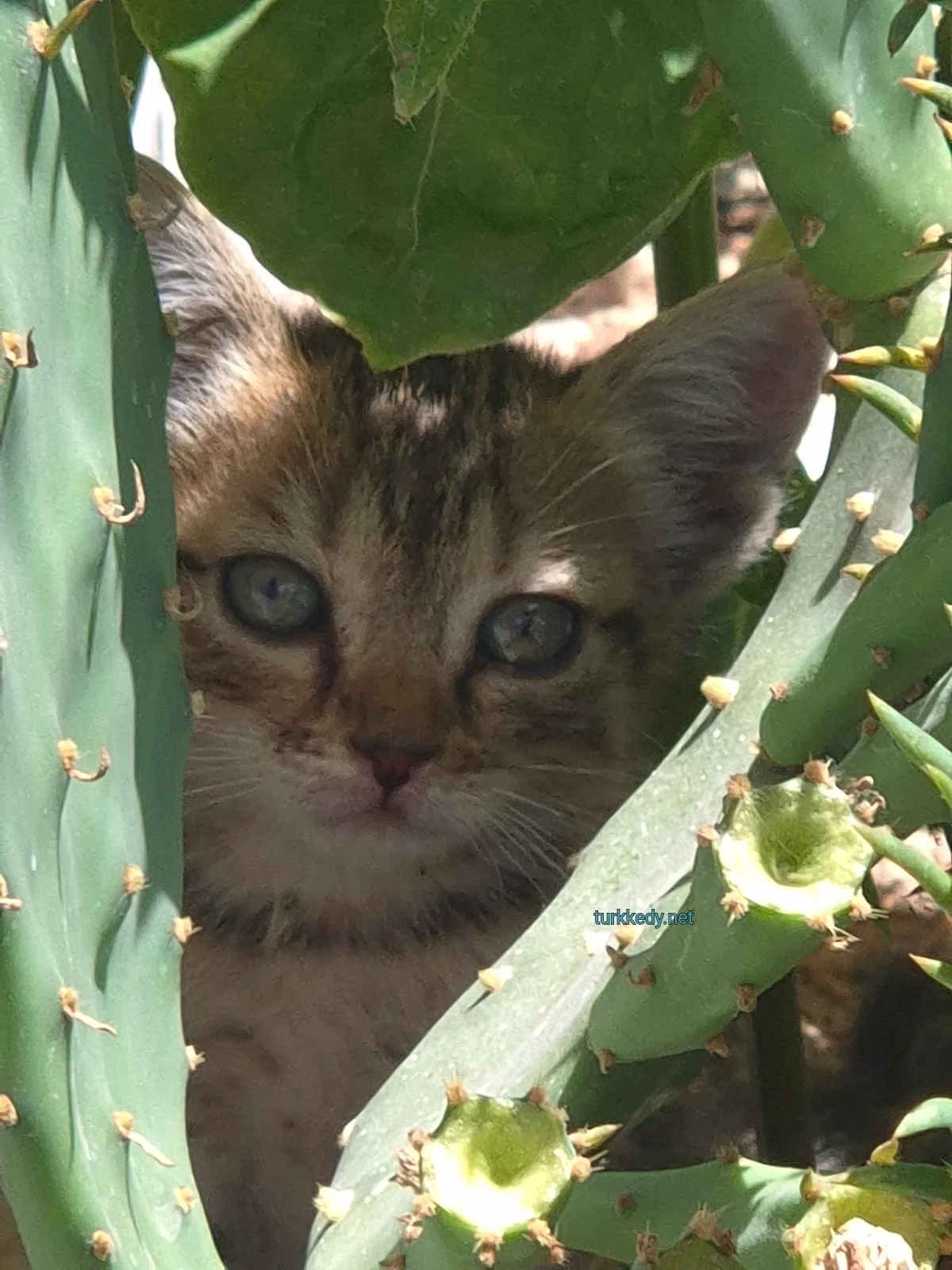 Kedi #3978