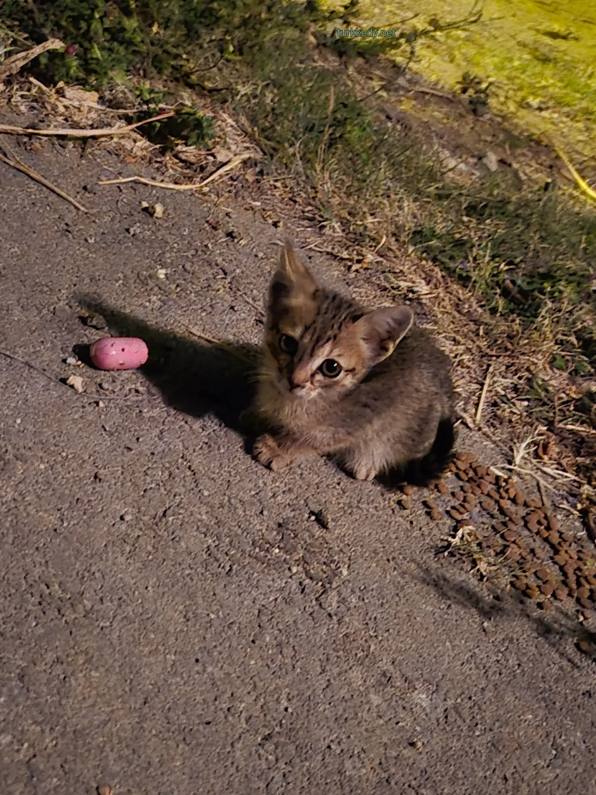 Kedi #3977