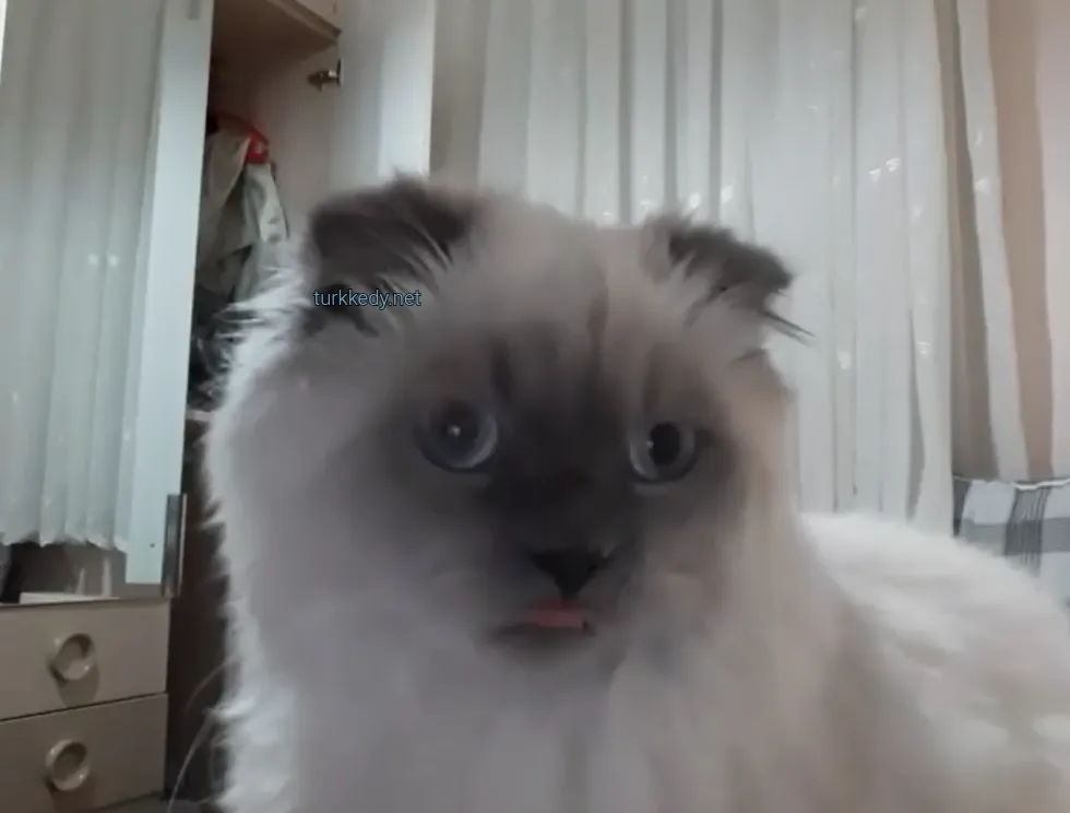 Kedi #3954