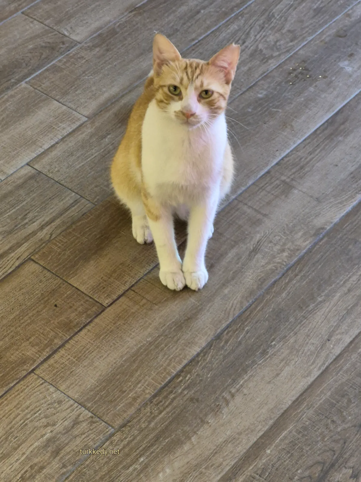 Kedi #3976