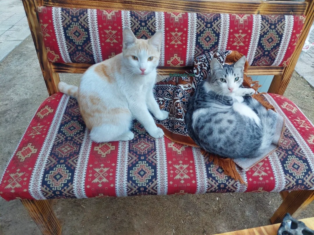 Kedi #3964