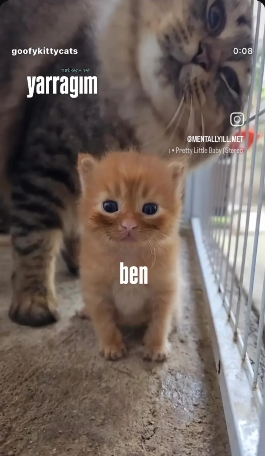 Kedi #3965