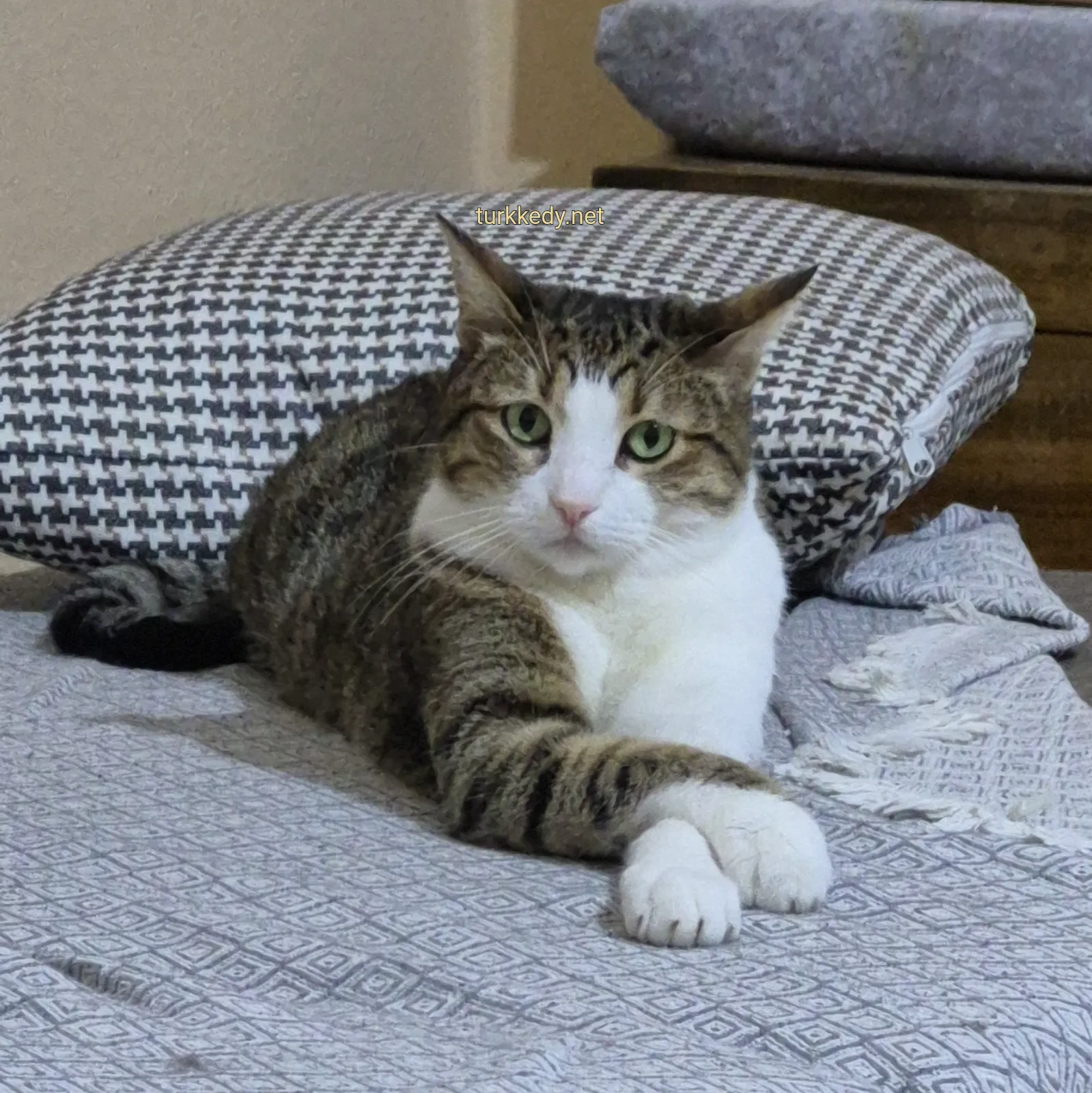 Kedi #3932