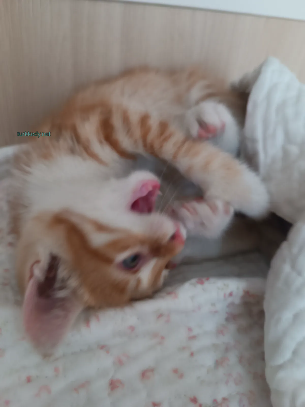 Kedi #3953
