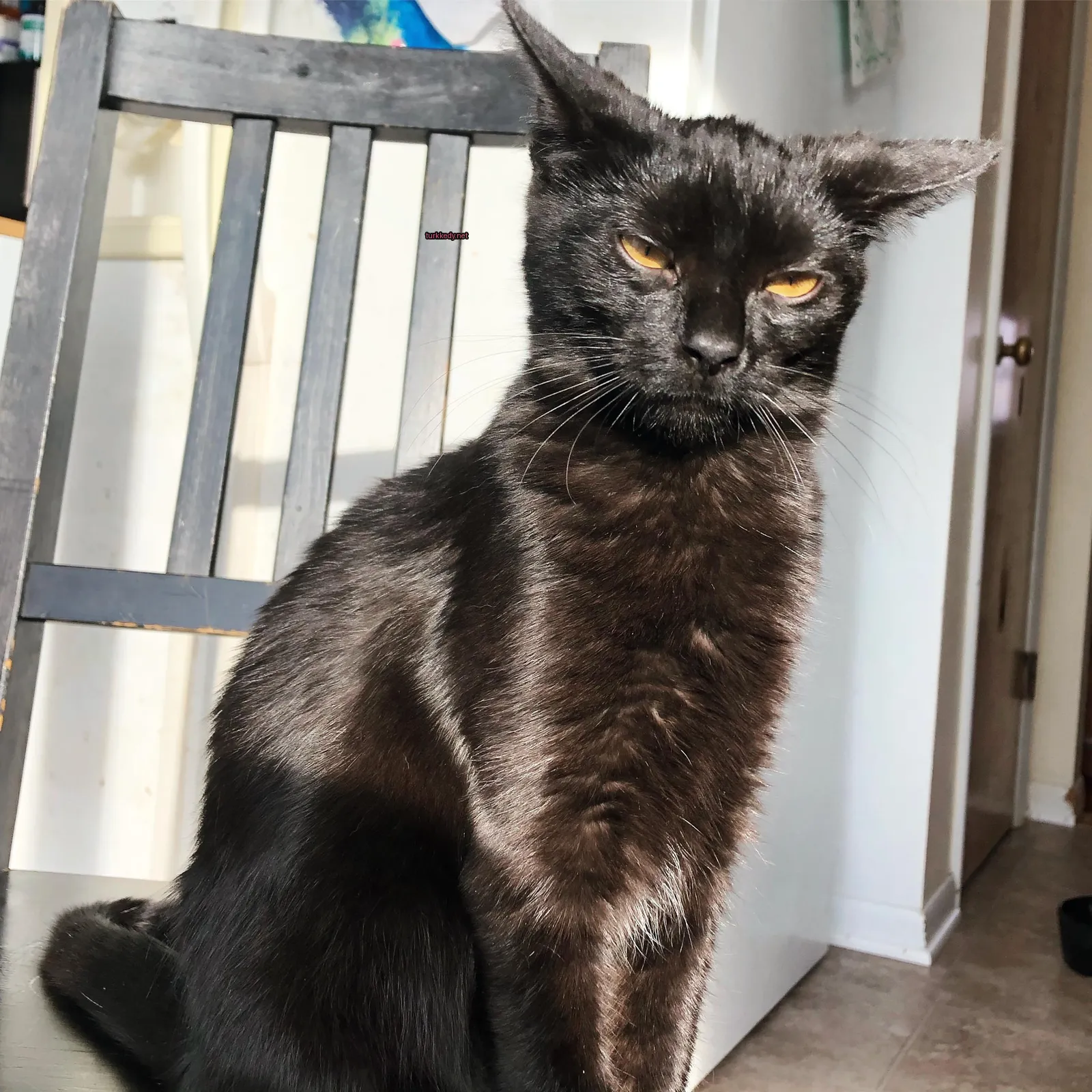 Siyah bir kedi bir sandalyıkta oturuyor.