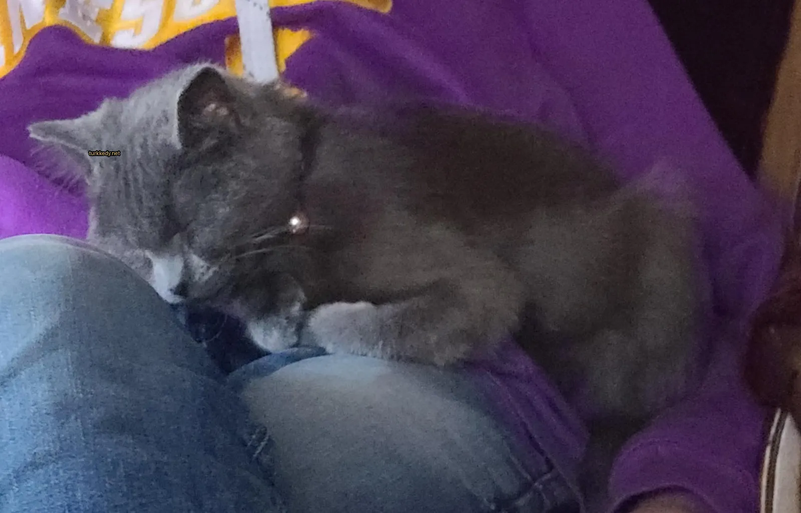 Gri bir kedi, kırmızı bir kemer taşıyan bir insana oturan bir kedi uyuyor.