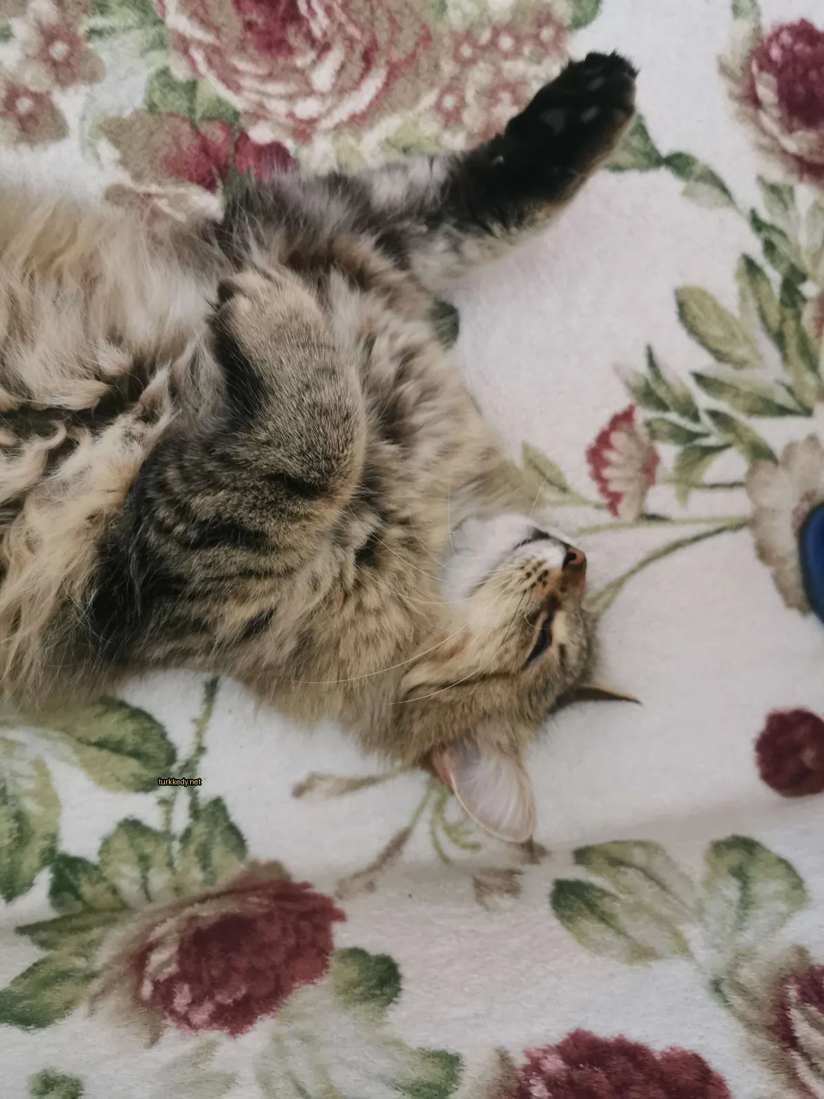 Gri ve beyaz bir desenli bir kedi, bir çiçekli örtü üzerinde yatıyor.