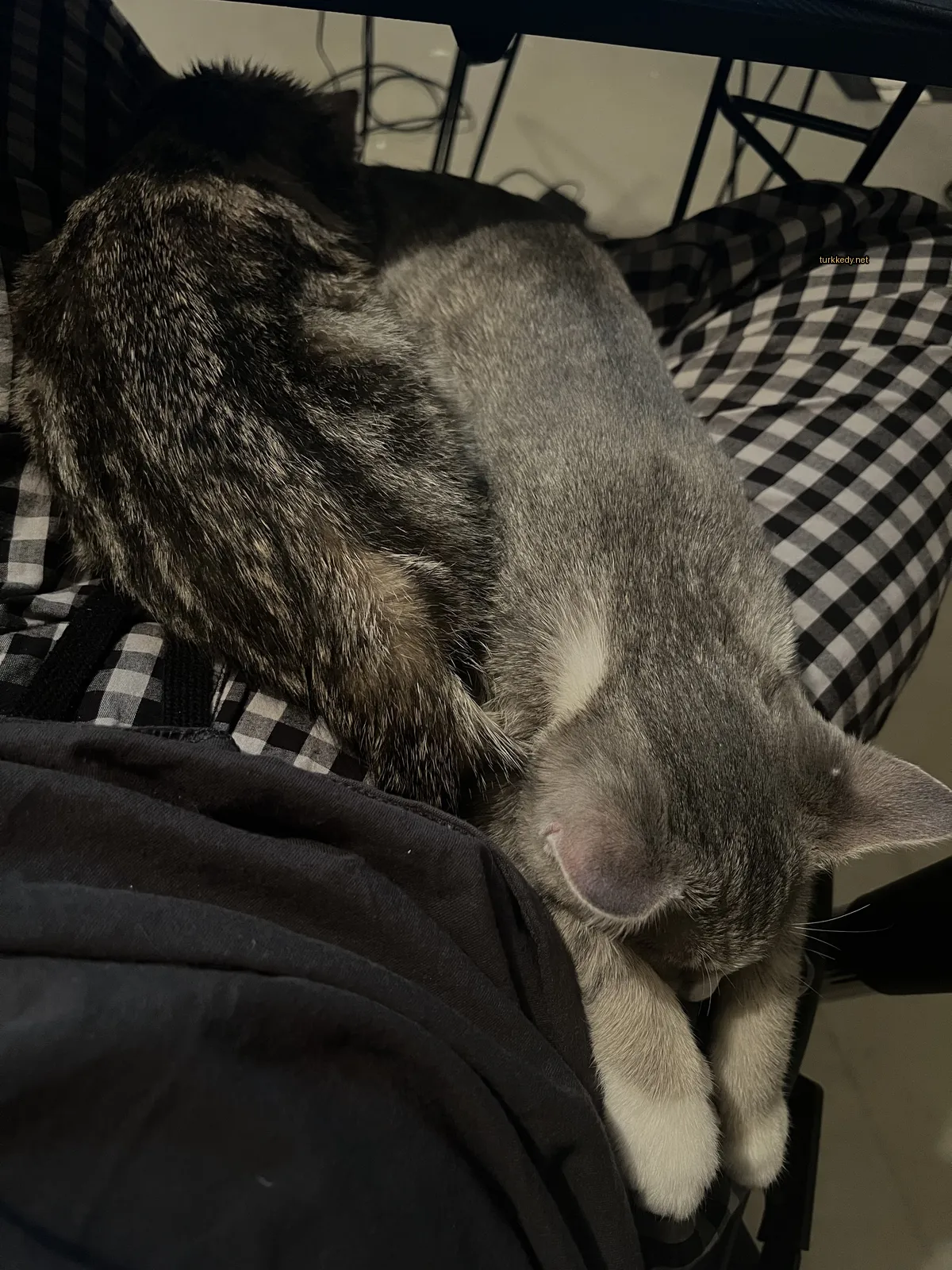 Kara ve gri bir kedi bir kişinin bacakları üzerinde yuvarlanıyor.