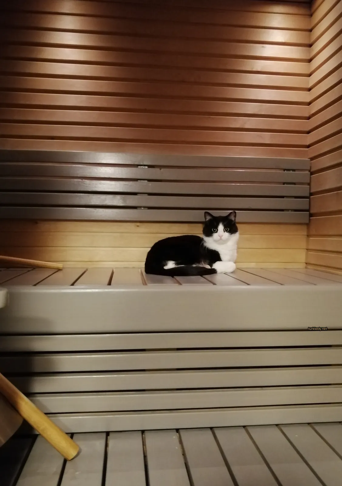 Beyaz ve siyah bir kedi bir bankta oturuyor.