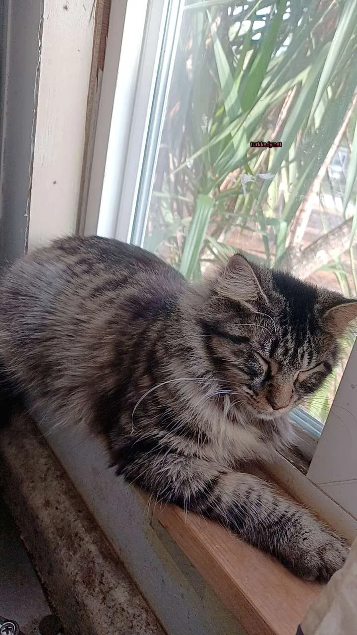 Bir püsküllü, çizikli desenli bir kedi pencere pervanesinde yatıyor.