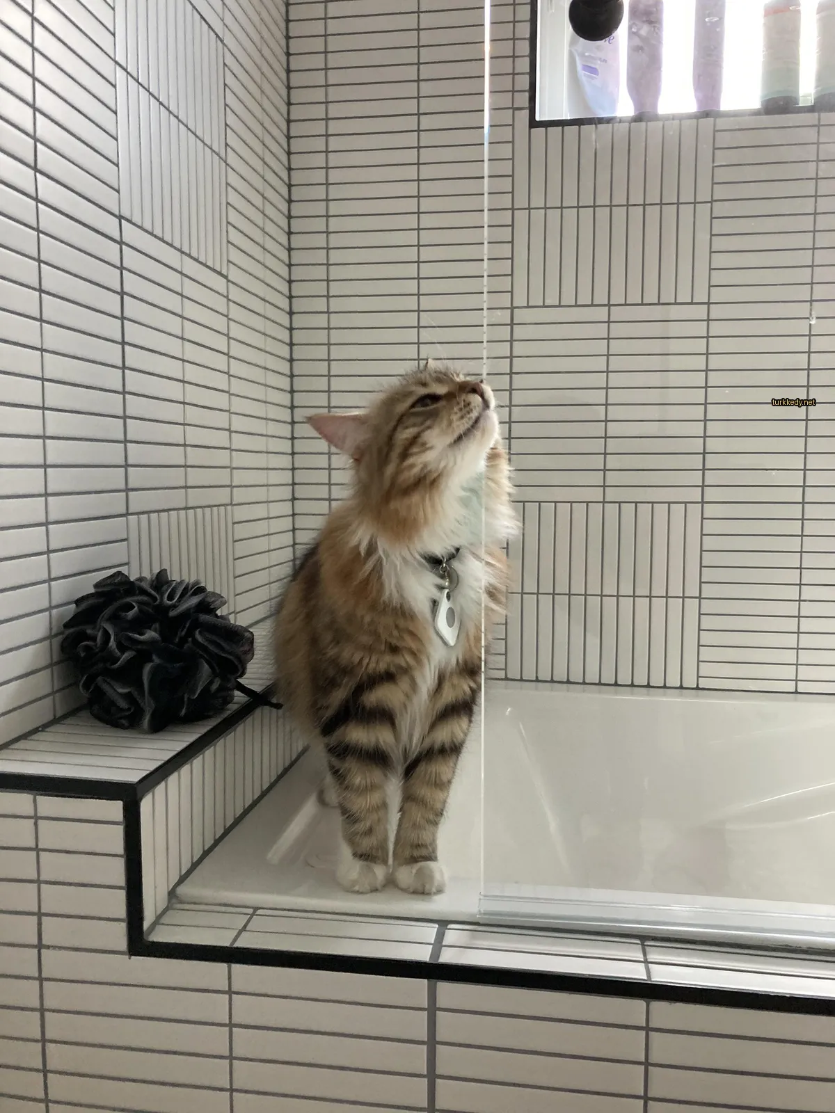 Kahverengi ve beyaz bir kedi banyo küvetinin üzerinde duruyor.