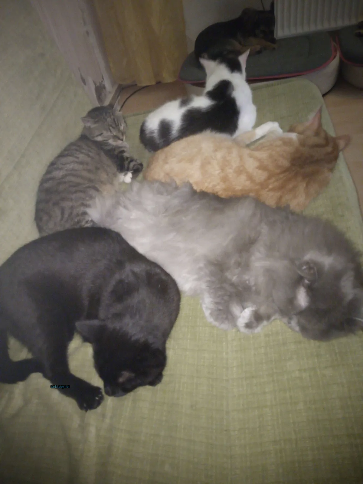 Siyah bir kedi diğer kedi arkadaşlarıyla birlikte bir sofa üzerinde yatıyor.