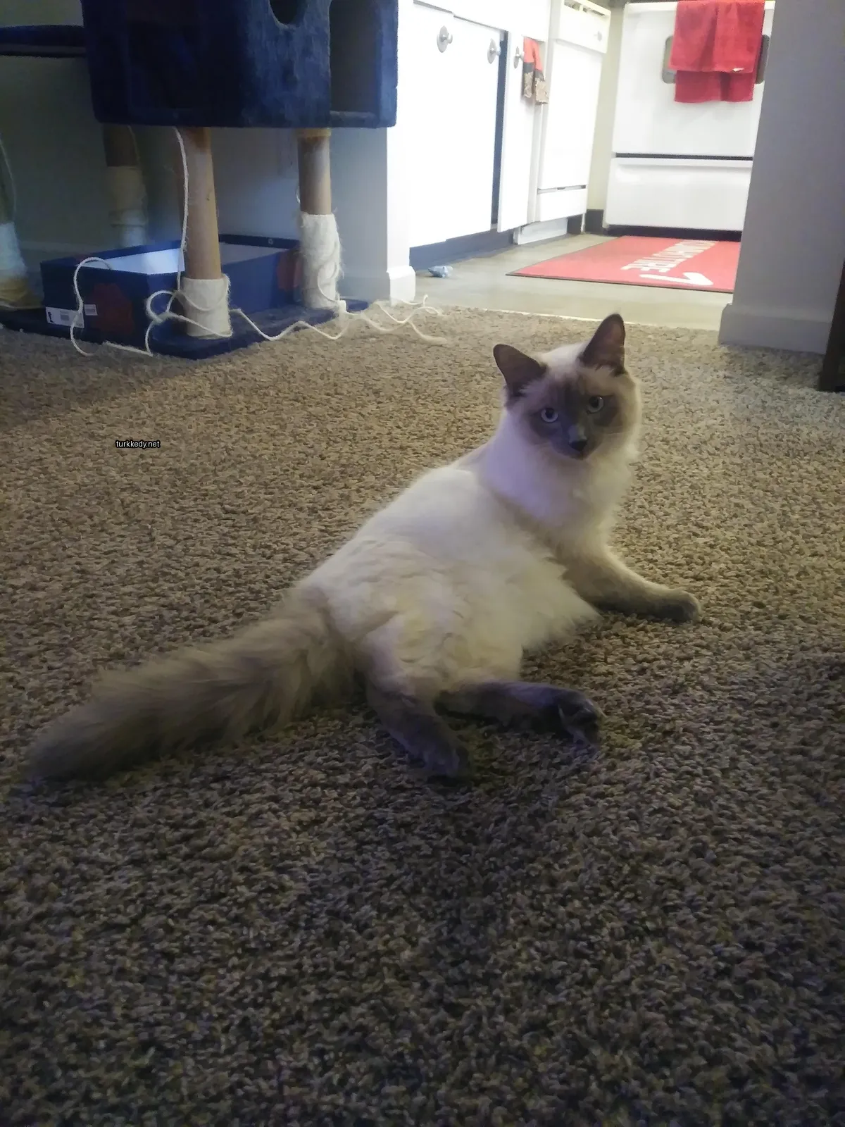 Beyaz ve kahverengi bir kedi bir halı üzerinde yatıyor.