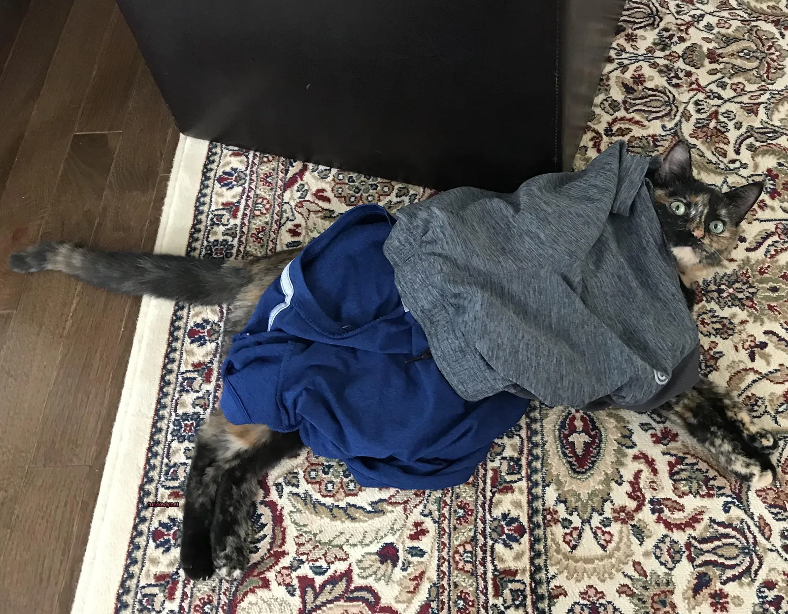 Mavi bir tişört giymiş bir kedi bir halı üzerinde yatıyor.