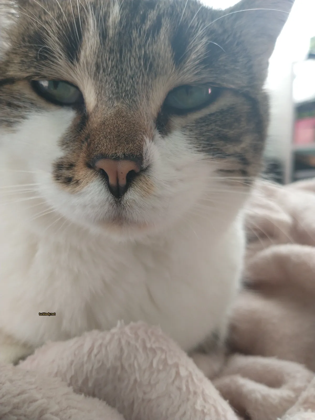 Beyaz ve kahverengi bir kedi, pink bir burnu ve yeşil gözleri ile bir pink bez üzerinde oturuyor.