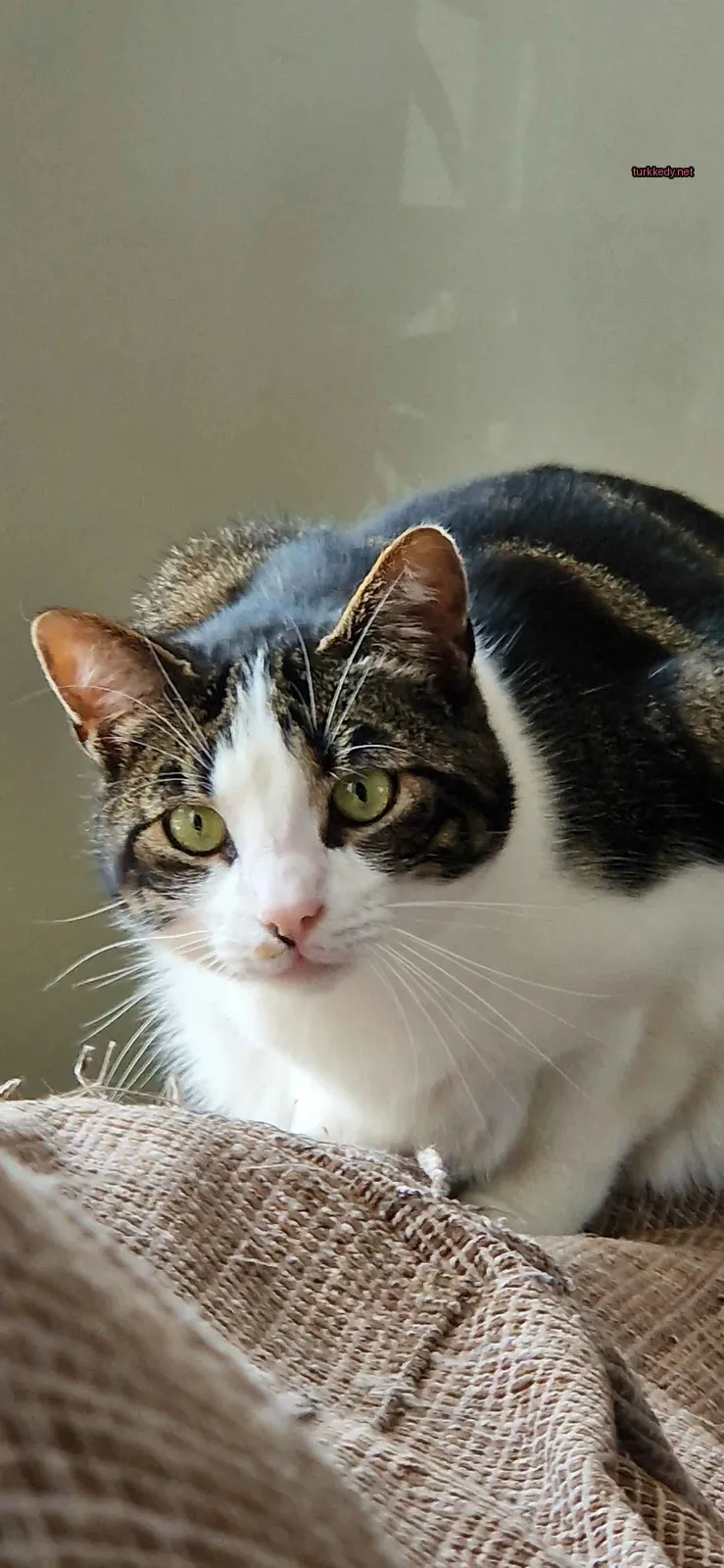 Siyah ve beyaz bir kedi, yeşil gözleriyle bir koltukta oturuyor.