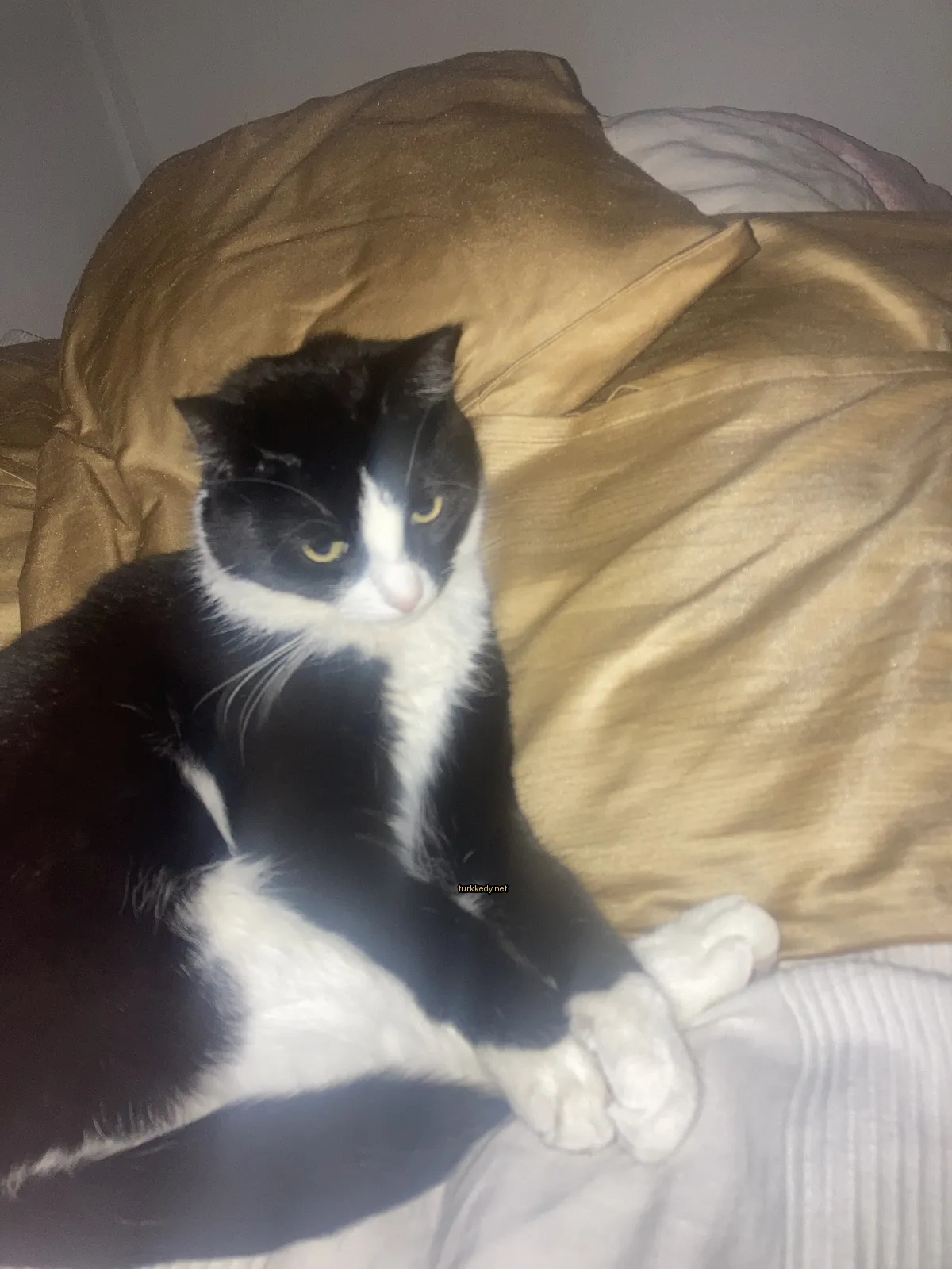 Siyah ve beyaz bir kedi beyaz göğüsleriyle yatan bir yatakta yatıyor.