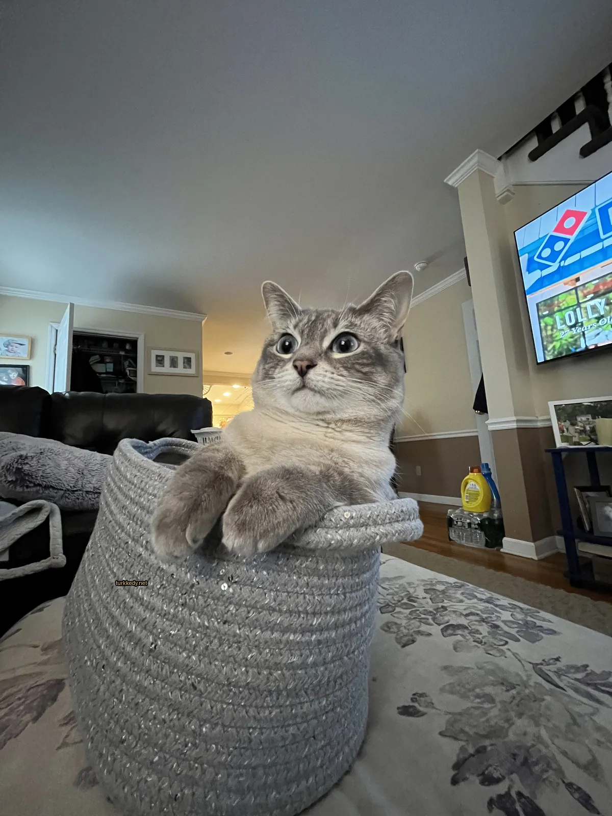 Bir gri ve beyaz kedi bir ahşap sepette bir oturma odasındadır.