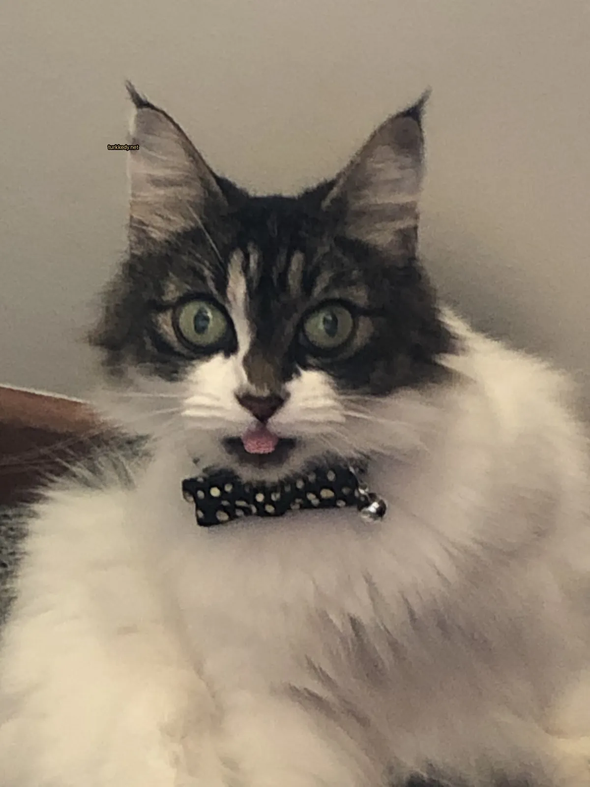 Beyaz bir kedi, siyah bir kravat ve yeşil gözlerle bir masada oturuyor.