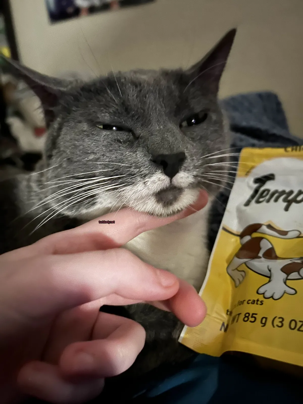 Gri ve beyaz bir kedi, yüzünde siyah burun ve tırnakları var.