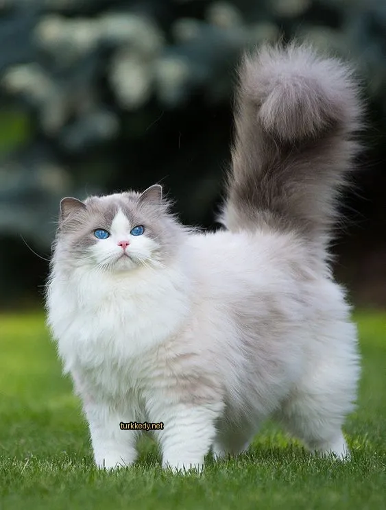 Beyaz ve gri bir kedi, uzun kuyruğu ile bir çimlidaki duruyor.
