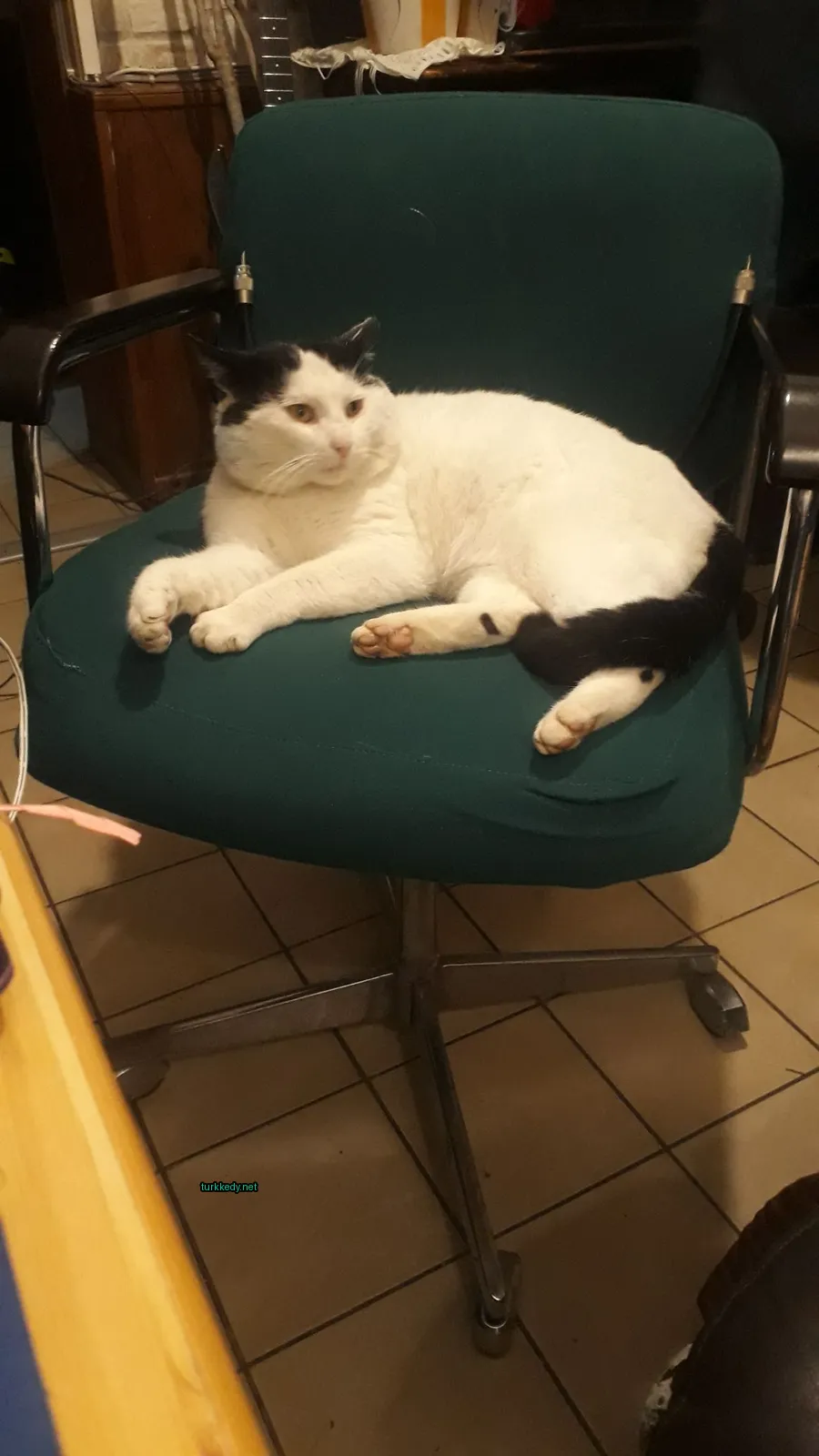 Siyah ve beyaz bir kedi yeşil bir sandalyede yatıyor.
